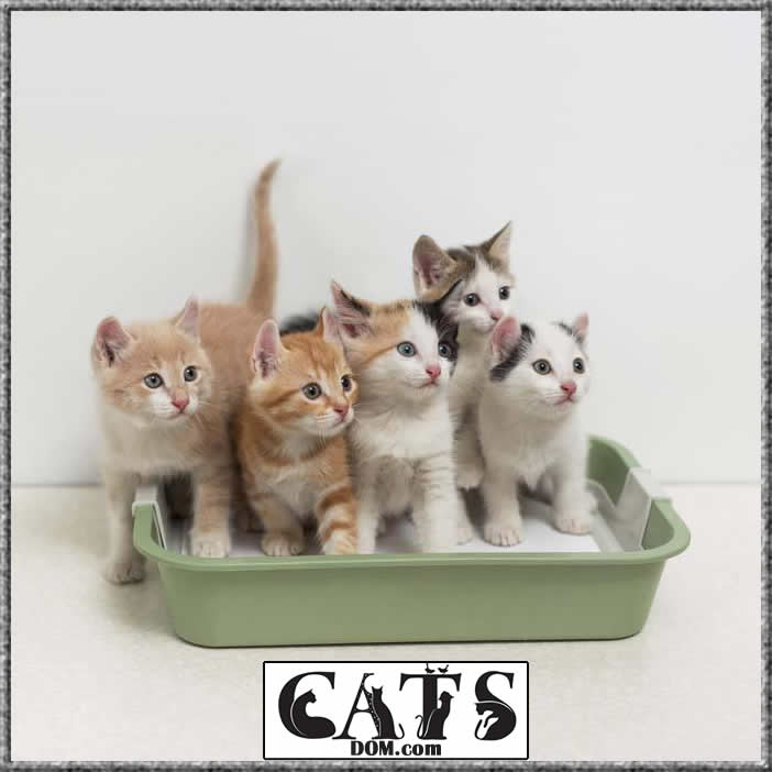 Advantages of the best litter box for multiple cats over the single cat litter