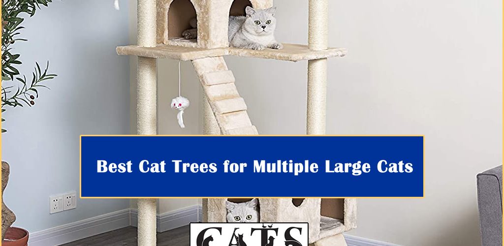 Best Cat Trees Multiple Large Cats