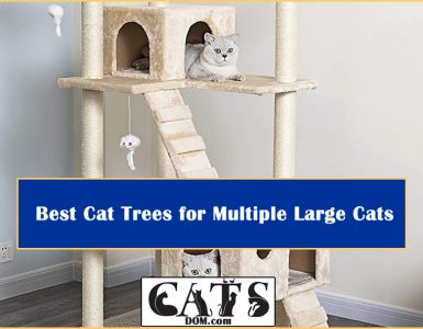 Best Cat Trees Multiple Large Cats