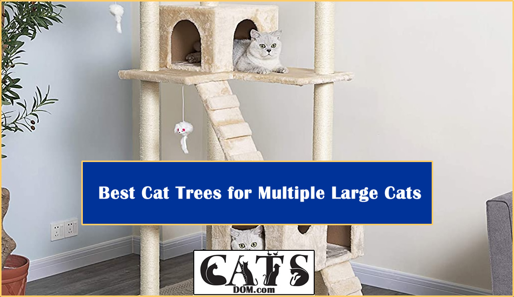 Best Cat Trees for Multiple Large Cats [2023]