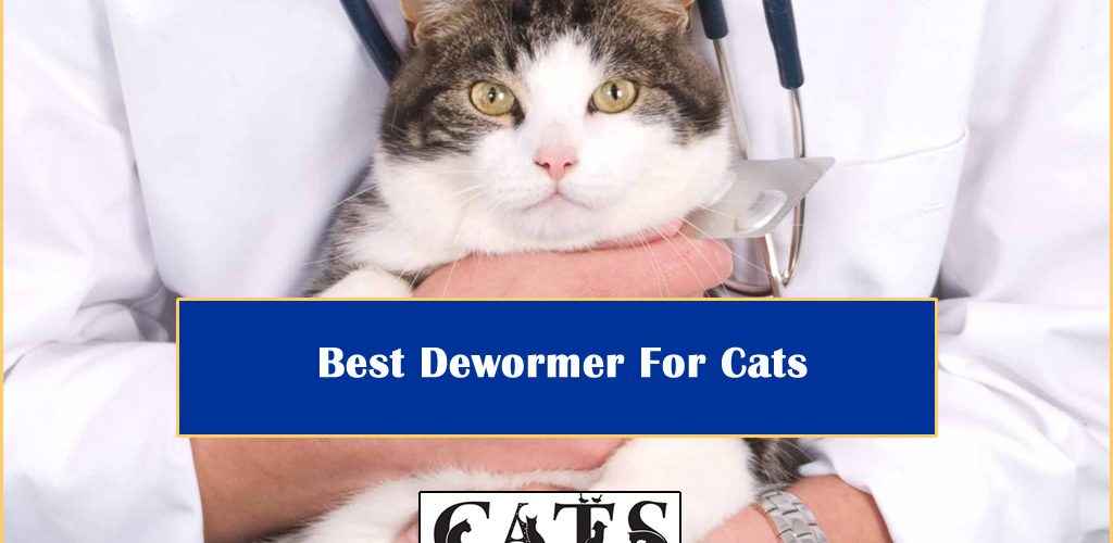 Best Dewormer For Cats