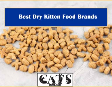 Best Dry Kitten Food Brands