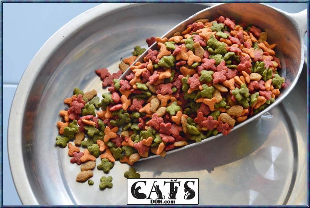 The Best Dry Kitten Food Brands [2023]