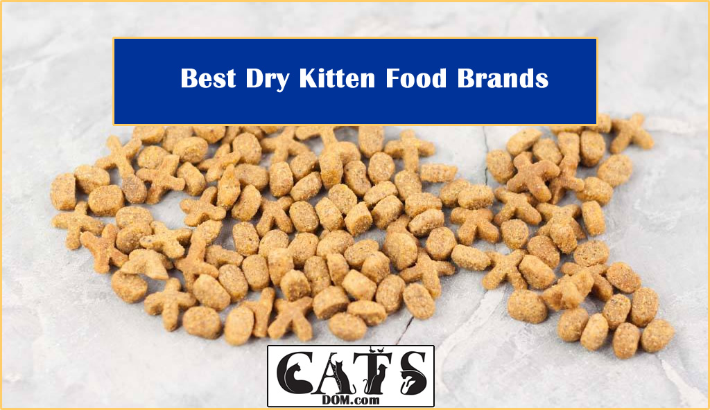 The Best Dry Kitten Food Brands [2023]