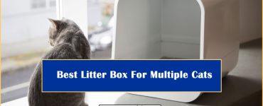 Best Litter Box For Multiple Cats