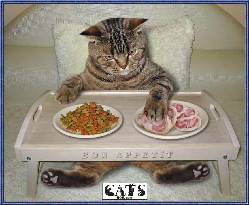 Can Cats Eat Ham2