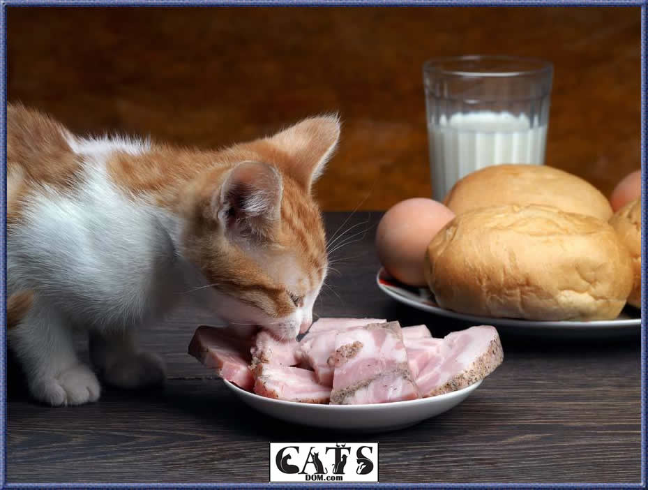 Can Cats Eat Ham4