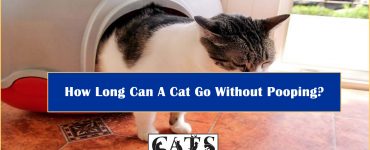How Long Can A Cat Go Without Pooping?