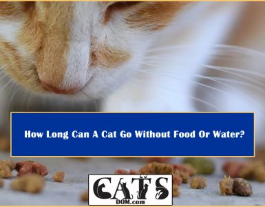 How Long Cat Without Food Water