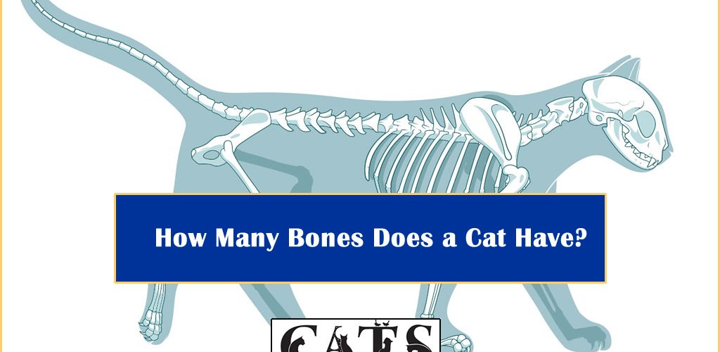 How Many Bones Does a Cat Have