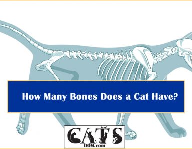 How Many Bones Does a Cat Have