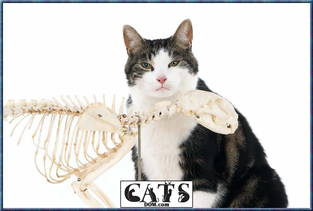 How many Bones does a Cat have? 