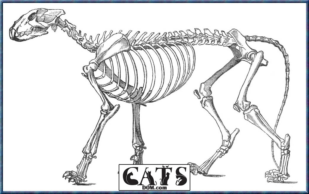 How many Bones does a Cat have?