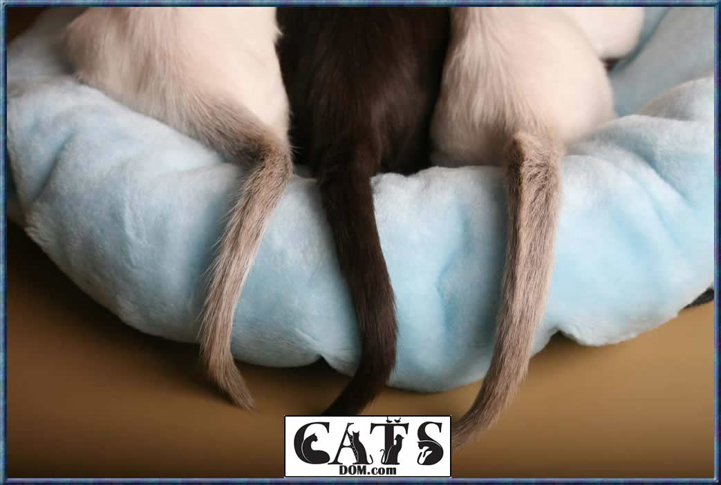How many Bones does a Cat have? Tail