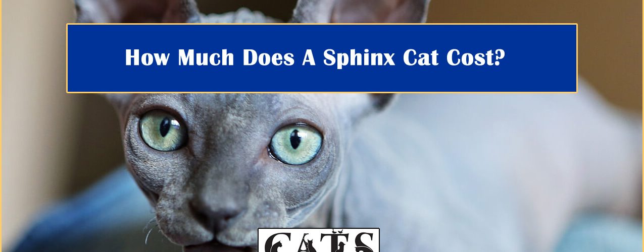 How Much Does A Sphinx Cat Cost?