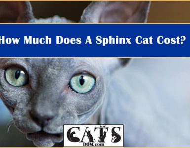 How Much Does A Sphinx Cat Cost?