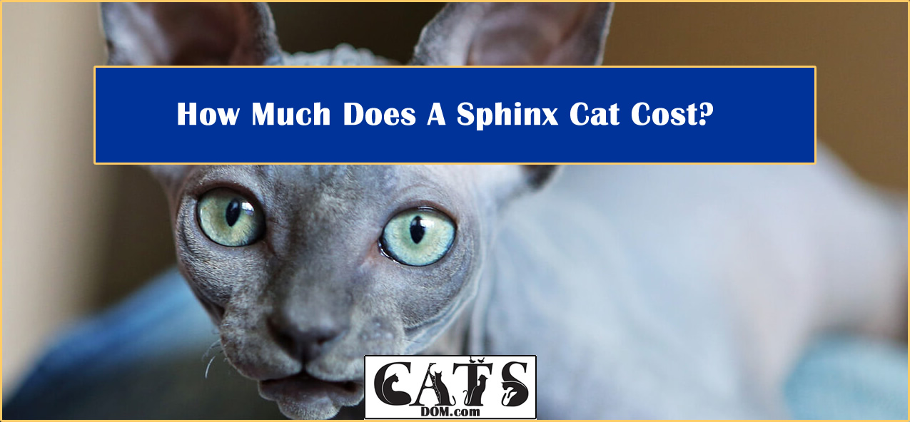 Guide to Sphinx Cat and their Cost