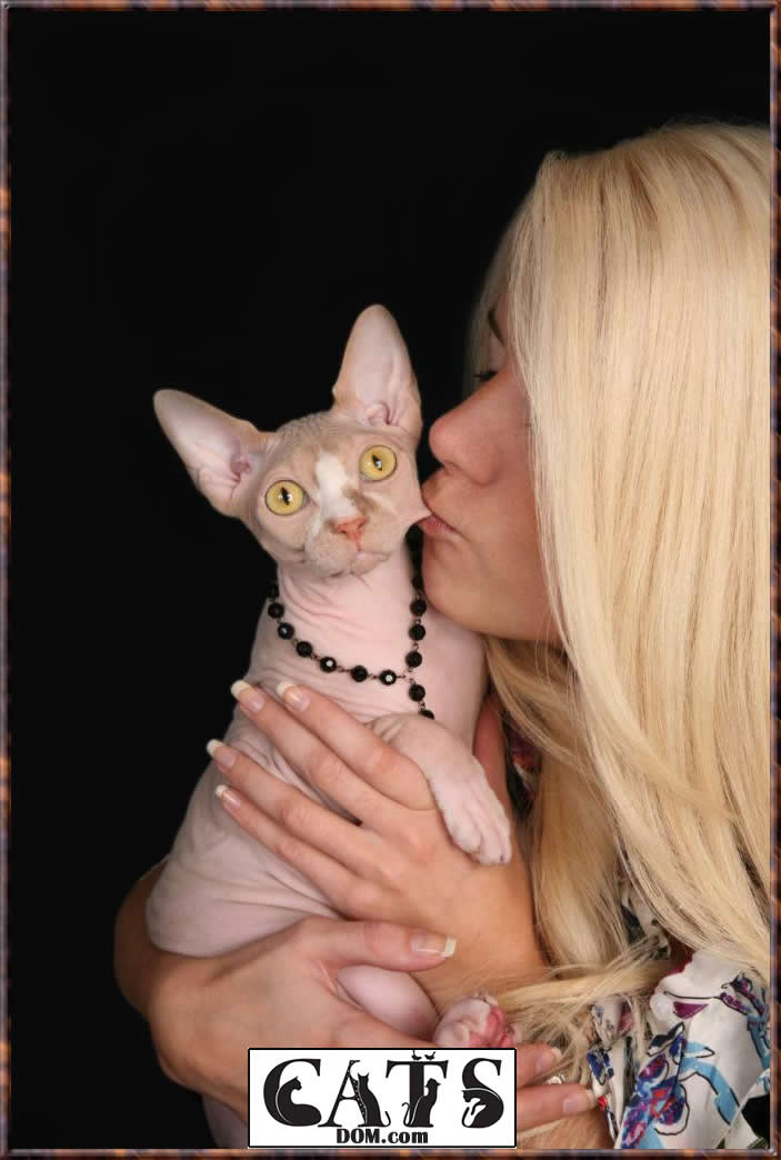How Much Does a Sphinx Cat and Other Hairless Cat Breeds Cost Taking Care of a sphinx cat