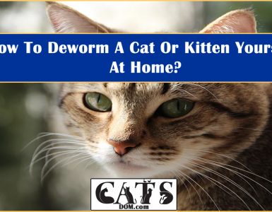How To Deworm A Cat Or Kitten Yourself