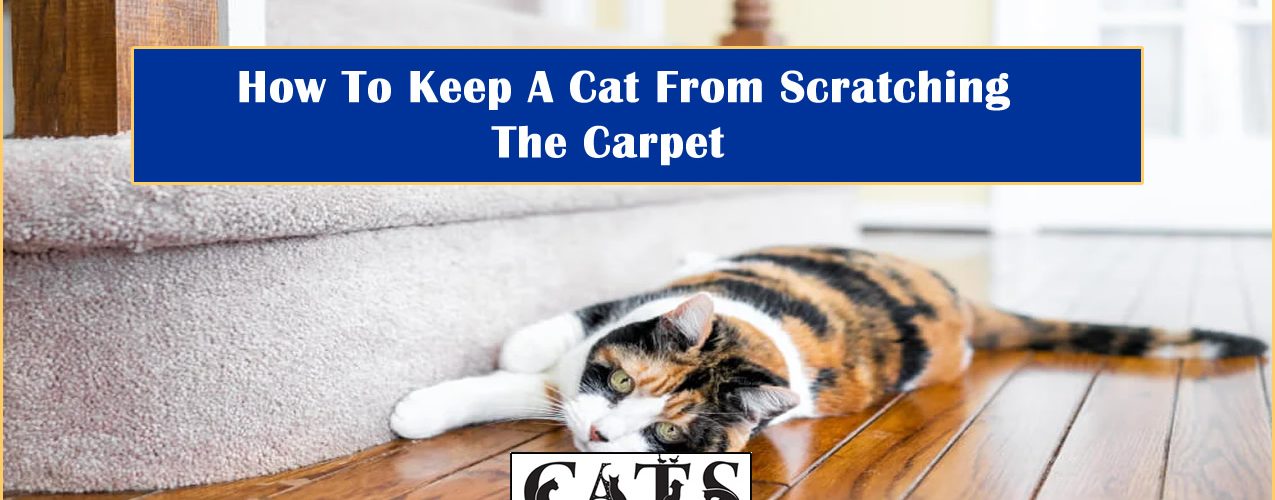 How To Keep Cat From Scratching Carpet
