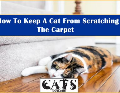 How To Keep Cat From Scratching Carpet