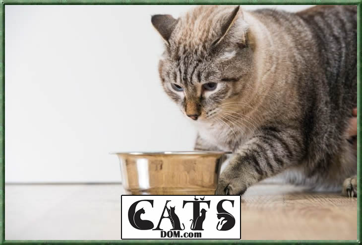 How Long Can A Cat Go Without Food Or Water? CatsDom