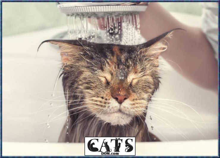 How To Get Wax Out Of Cat Hair? [7 Steps]