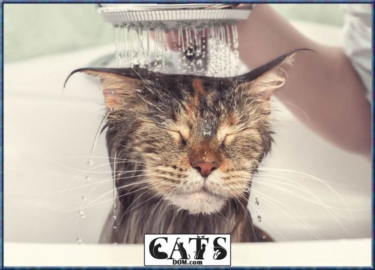 How To Get Wax Out Of Cat Hair? [7 Steps]