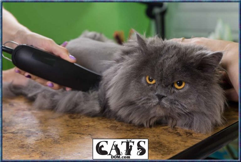 How To Get Wax Out Of Cat Hair? [7 Steps]