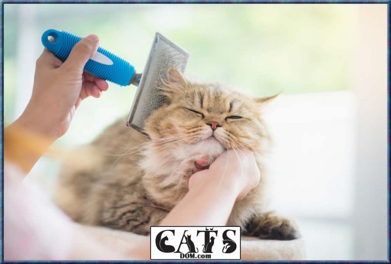 How To Get Wax Out Of Cat Hair? [7 Steps]