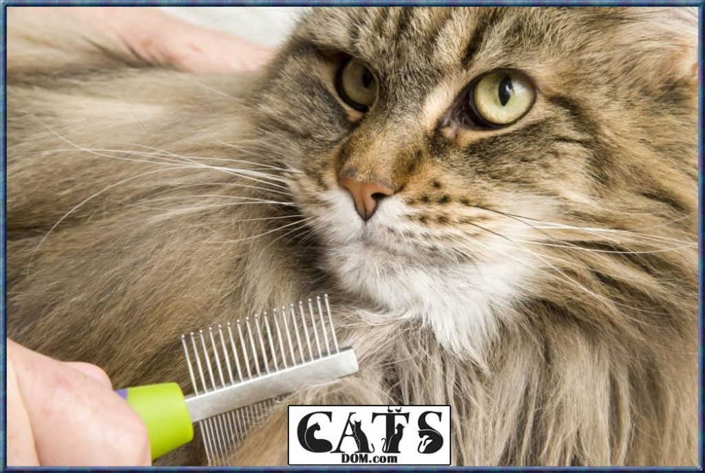 How To Get Wax Out Of Cat Hair? [7 Steps]