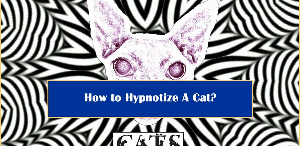 How to Hypnotize Cat