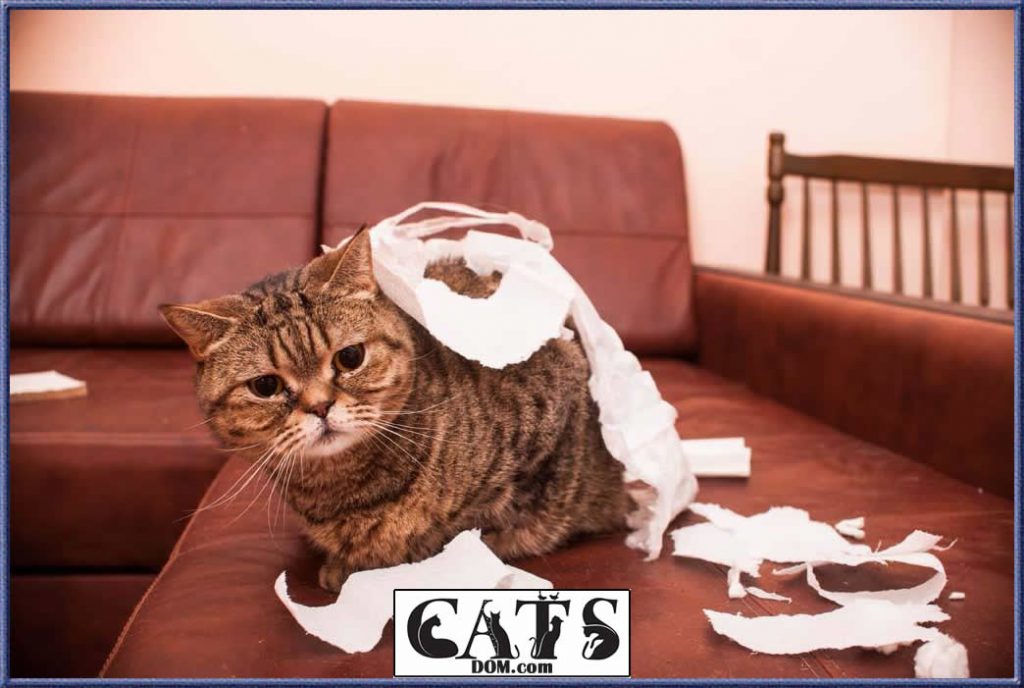 How Long Can A Cat Go Without Pooping? [23 days]