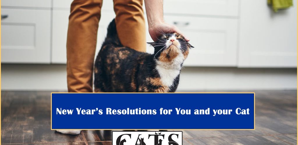 New Year Resolutions Your Cat