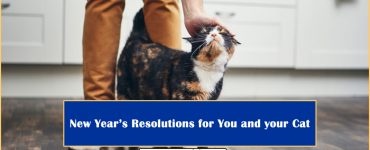 New Year Resolutions Your Cat