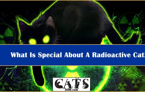 Radioactive Cat