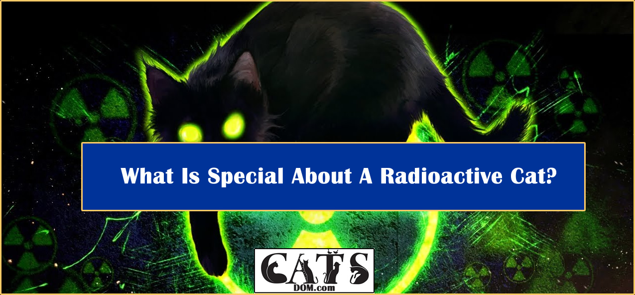 What Is Special About A Radioactive Cat? [2024]