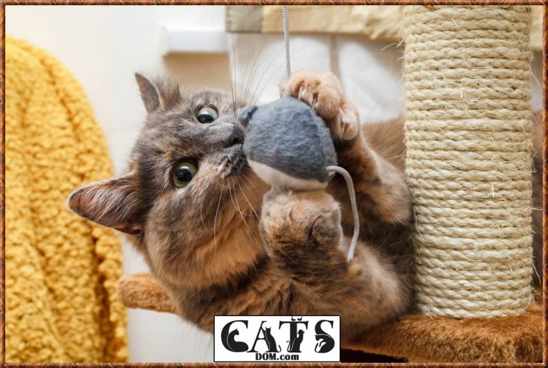 How to Keep A Cat from Scratching the Carpet Under Your Door? [2023]