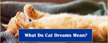 What Do Cat Dreams Mean