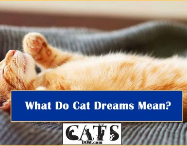 What Do Cat Dreams Mean