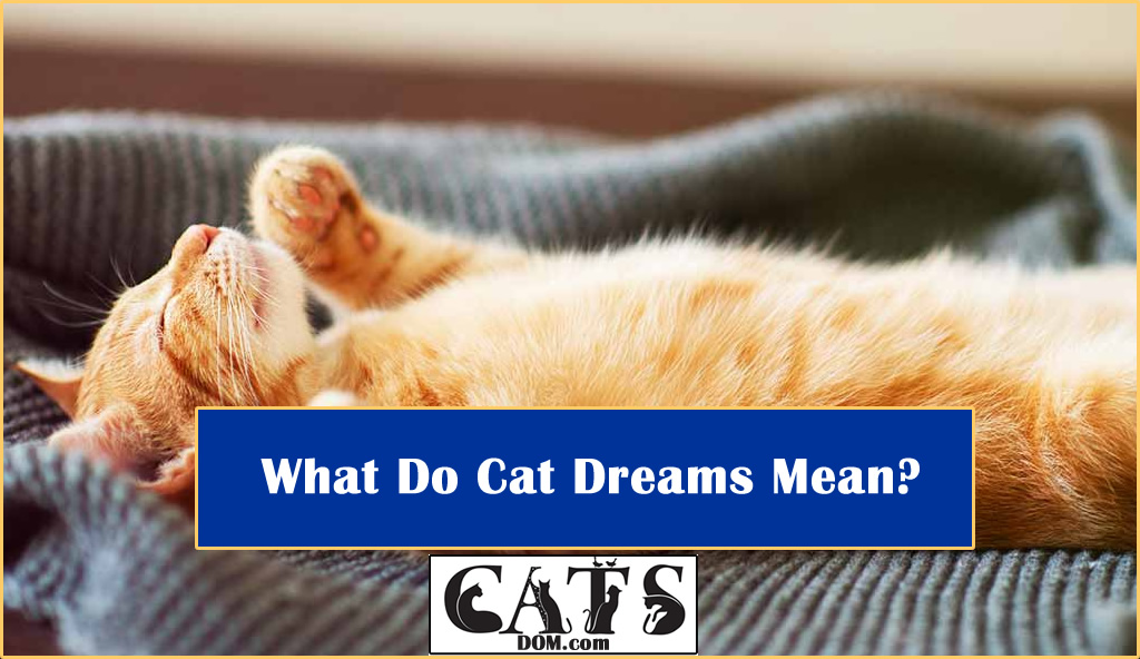 Diving Into The Cat’s World What Do Cat Dreams Mean? [2024]