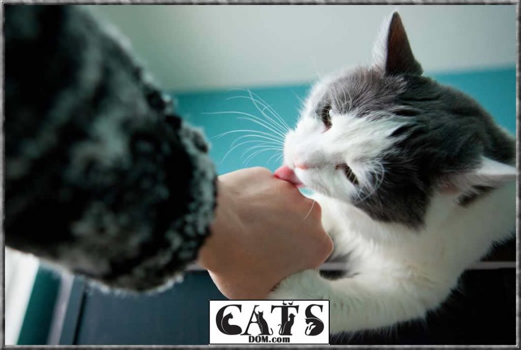 Why Does My Cat Lick Me So Much And Then Bite Me? [2024]