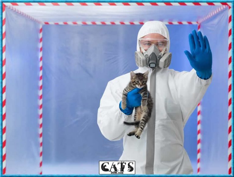 What Is Special About A Radioactive Cat? [2024]