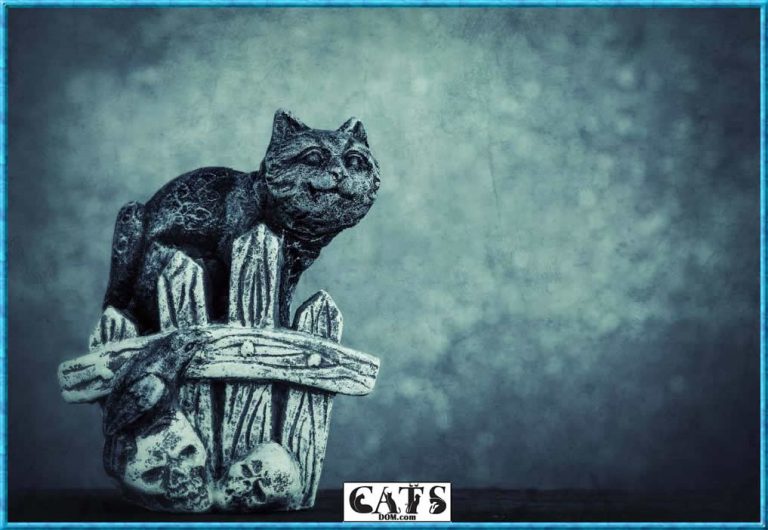 What Is Special About A Radioactive Cat? [2024]