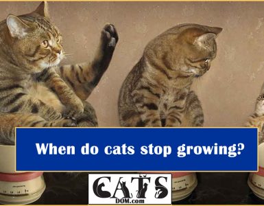 When do cats stop growing?
