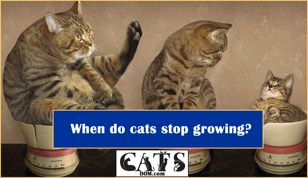 The Life Stages Of Cats When Do Cats Stop Growing? CatsDom