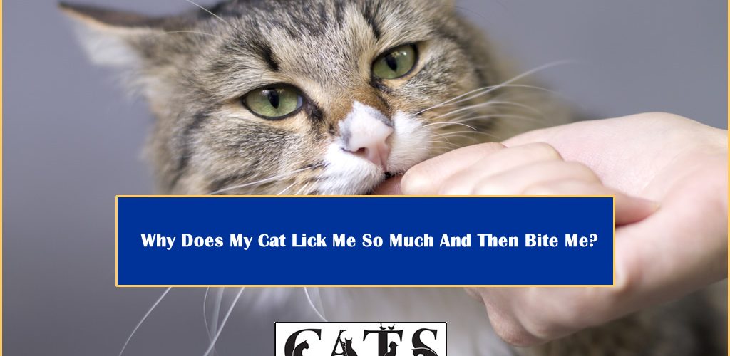 Why Does My Cat Lick Me So Much And Then Bite Me?