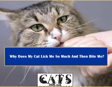 Why Does My Cat Lick Me So Much And Then Bite Me?