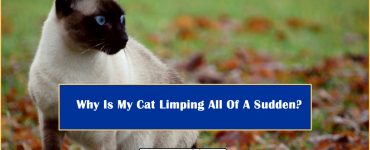 Why Cat Limping