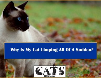 Why Cat Limping